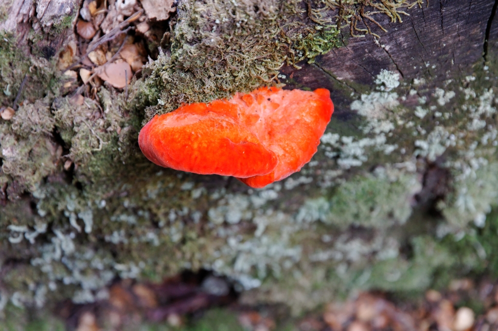 19 - Lake St Clair NP (15).jpg